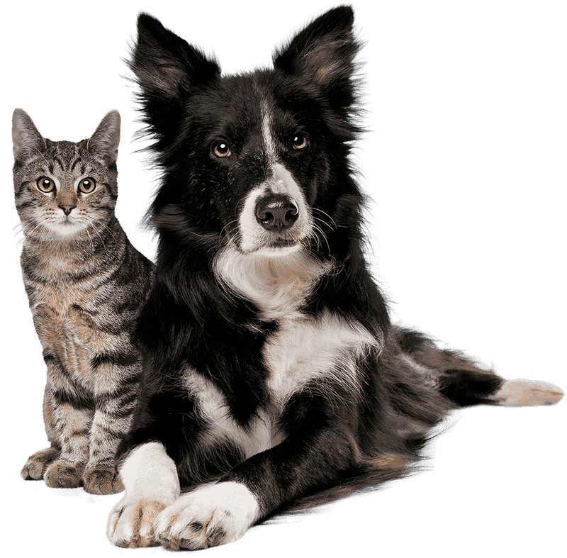 A1 Pet Motel Dog & Cat Pet Tamworth NSW